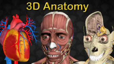 3D Anatomy header