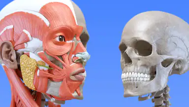 Anatomy 3D Atlas header