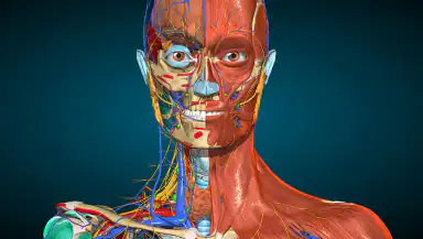 Anatomy Learning By Dr. Blanco header