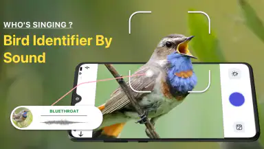 Bird Sound Identifier Bird ID header