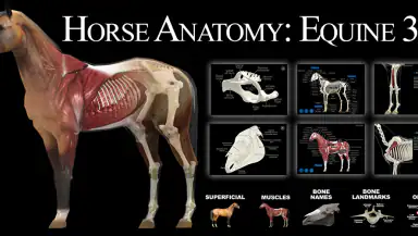 Horse Anatomy: Equine 3D header
