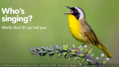 Merlin Bird ID by Cornell Lab header
