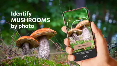 Mushroom Identification header