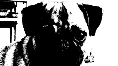 NotanIzer header