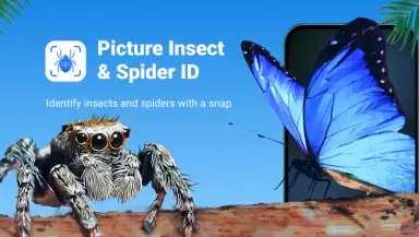 Picture Insect: Bug Identifier header
