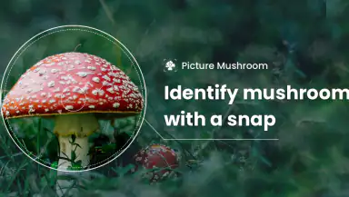 Picture Mushroom - Mushroom ID header