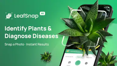 Plant Identifier: LeafSnap header