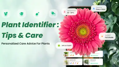 Plant Identifier: Tips & Care header