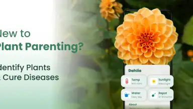 Plantify: AI Plant Identifier header