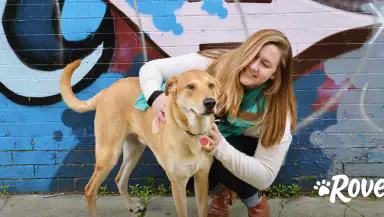 Rover - Dog Boarding & Walking header