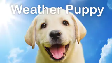 Weather Puppy - App & Widget header