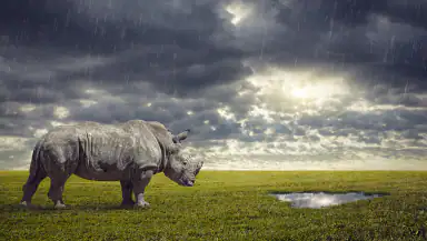 Wildlife Weather header