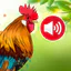 Animal sounds & wallpaper icon