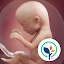 Pregnancy App & Baby Tracker icon