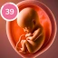 Pregnancy Tracker and Baby App icon
