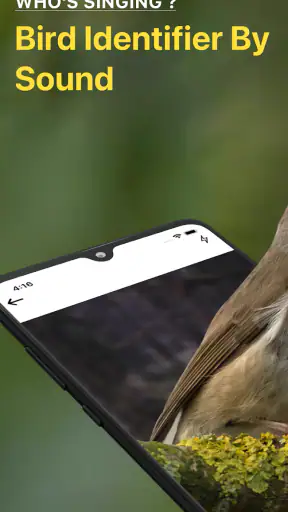 Bird Sound Identifier Bird ID screenshot