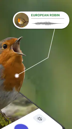 Bird Sound Identifier Bird ID screenshot
