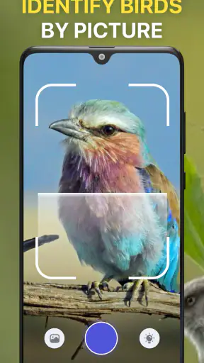 Bird Sound Identifier Bird ID screenshot