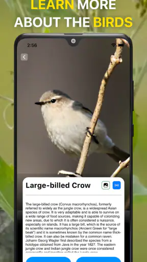 Bird Sound Identifier Bird ID screenshot