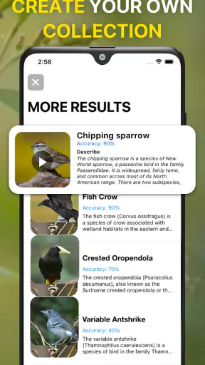 Bird Sound Identifier Bird ID screenshot