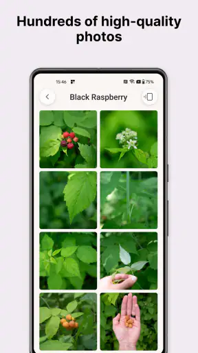 Gather: The Foraging App screenshot