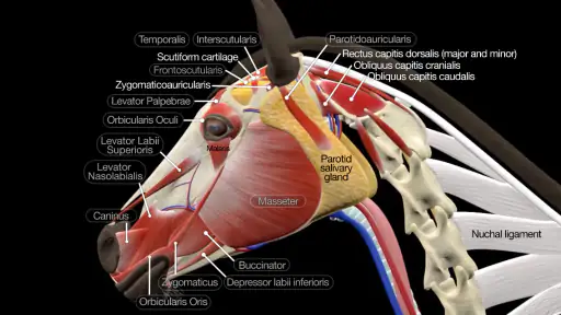 Horse Anatomy: Equine 3D screenshot