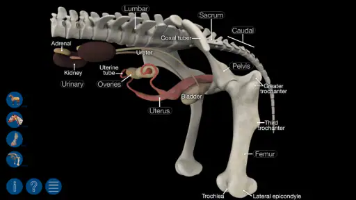 Horse Anatomy: Equine 3D screenshot