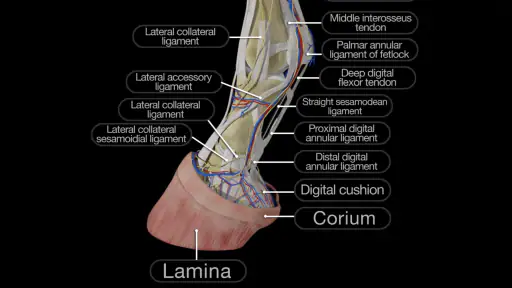 Horse Anatomy: Equine 3D screenshot