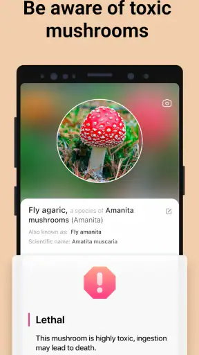 Picture Mushroom - Mushroom ID screenshot