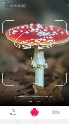 Picture Mushroom - Mushroom ID screenshot